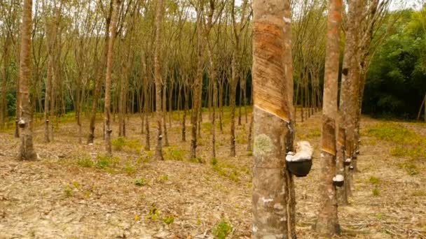 Plantation kauçuk ağaçları doğal lateks çıkarılması için. — Stok video