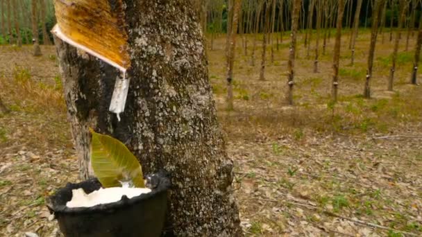 Plantación para la extracción de látex natural de árboles de caucho . — Vídeos de Stock