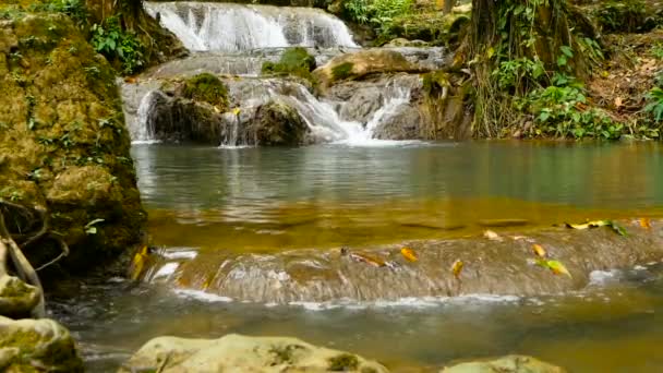 L'eau claire descend les cascades des rapides de waterall dans la forêt tropicale humide 