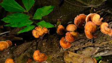 Yağmur ormanlarında bir ağaç üzerinde turuncu Reishi mantar büyümek