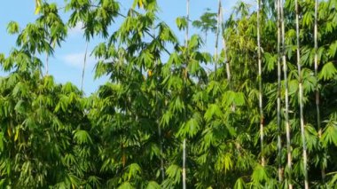 Yeşil bir bambu uzun şort sway mavi gökyüzüne karşı rüzgarda yaprak