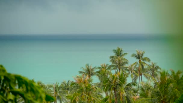 Paradise island exotisk strand, tropiska växter innan regnet swaing i vinden — Stockvideo