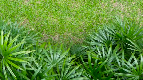 Verts exotiques tropicaux juteux lumineux dans la forêt jungle climat équatorial — Video