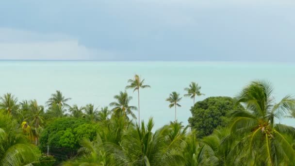 Тропічне узбережжя з екзотичними кокосовими зеленими пальмами з блакитною морською водою — стокове відео