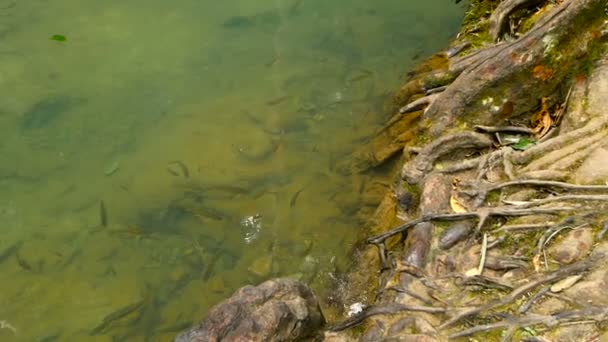 I pesci nuotano in un ruscello poco profondo di un ruscello nei raggi solari della foresta pluviale — Video Stock
