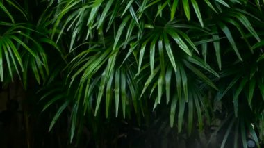 Parlak sulu egzotik tropik yeşil orman orman Ekvatoral İklim