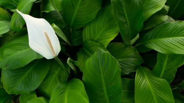 Suave flor lila calla blanca mira hacia fuera de las hojas frescas verdes en el fondo — Vídeos de Stock