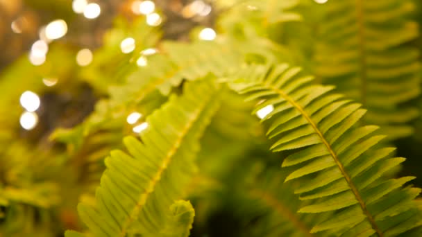 Makro tropiska bakgrunden med våren saftiga färska blad av grön unga fern — Stockvideo