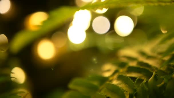 Makro tropické pozadí s jarní šťavnaté čerstvé listy zelené mladé kapradí — Stock video