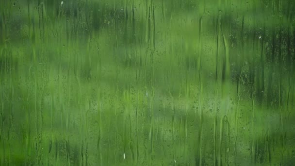 Droppar av regn rinna ner ytan av glaset mot de saftiga gröna — Stockvideo