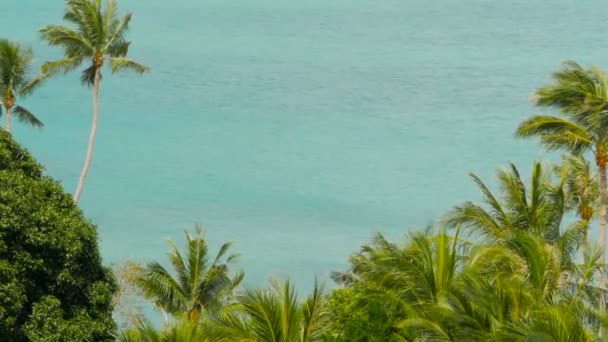 이국적인 코코넛 물이 푸른 바다와 녹색 야자수와 열 대 해안 — 비디오