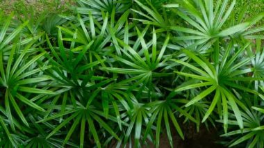 Parlak sulu egzotik tropik yeşil orman orman Ekvatoral İklim