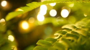 Makro tropikal arka plan bahar sulu taze yeşillik yeşil genç fern ile