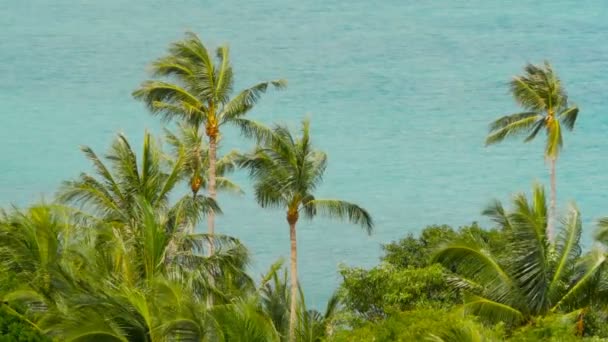 A trópusi tengerpart, pálmafás egzotikus kókusz zöld azúrkék tenger vízzel — Stock videók