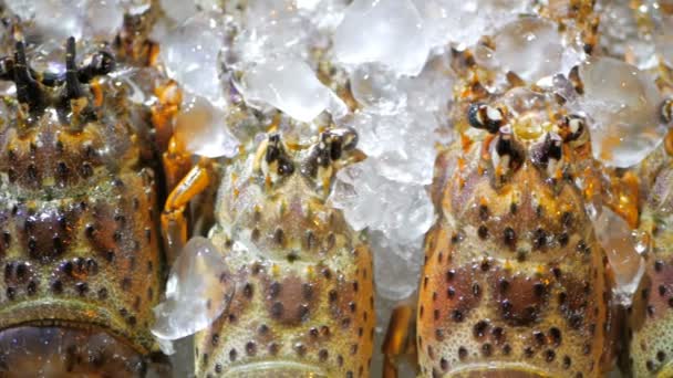 Fresh lobsters on ice. Street food in Asia spiny lobsters close-up. — Stock Video