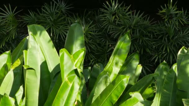 Яркие сочные экзотические тропические зелень в джунглях лесной экваториальный климат — стоковое видео