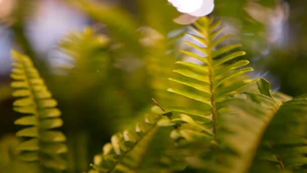 Makro tropické pozadí s jarní šťavnaté čerstvé listy zelené mladé kapradí — Stock video