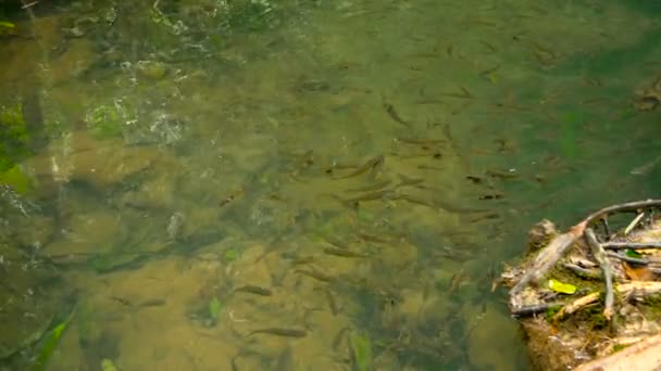 Fisken simmar i ett grunt ström av en bäck i te solstrålarna i regnskogen — Stockvideo