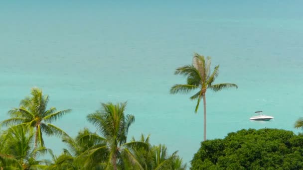 La costa tropical con exóticas palmeras verdes de coco con agua de mar azul — Vídeo de stock