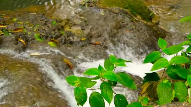 L'acqua limpida scorre lungo cascate di rapide a cascata nella foresta pluviale tropicale — Video Stock