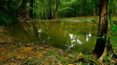 Parlak renkler doğal egzotik rainforest havuzda. Tropikal orman manzara