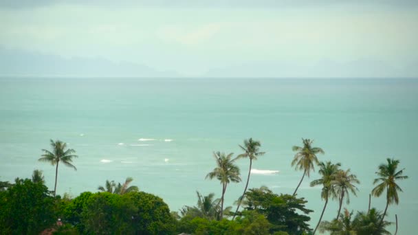 Paradise island exotisk strand, tropiska växter innan regnet swaing i vinden — Stockvideo