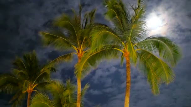 Een gouden groene coconun palm bomen swingende takken in de wind — Stockvideo