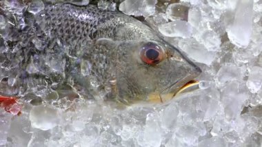 Gümüş soğutulmuş balık üzerinde buz n lüks deniz gıda restoran canlı menü yatıyordu.