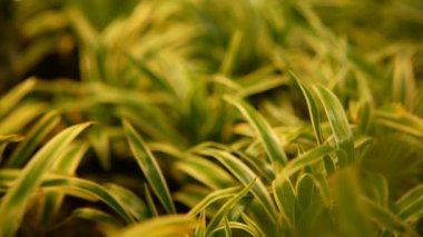 Makro tropikal arka plan bahar sulu taze yeşil genç çim ile