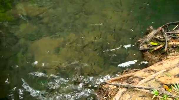 Los peces nadan en un arroyo poco profundo de un arroyo bajo los rayos del sol en la selva tropical — Vídeo de stock