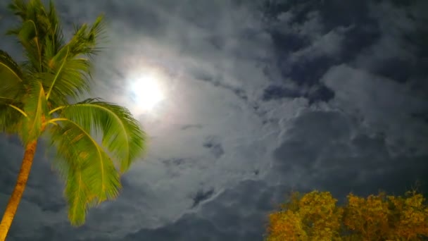 Een gouden groene coconun palm bomen swingende takken in de wind — Stockvideo