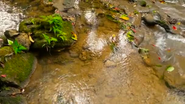 Helder water stroomt omlaag stromen van waterall stroomversnellingen in tropisch regenwoud — Stockvideo