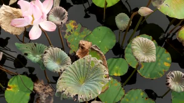 From above green yellow lotus leaves on tall stem and seeds in gloomy water. Lake, pond or swamp. Buddist symbol. Exotic tropical leaves texture. Abstract natural dark vegetation background pattern. — Stock Video