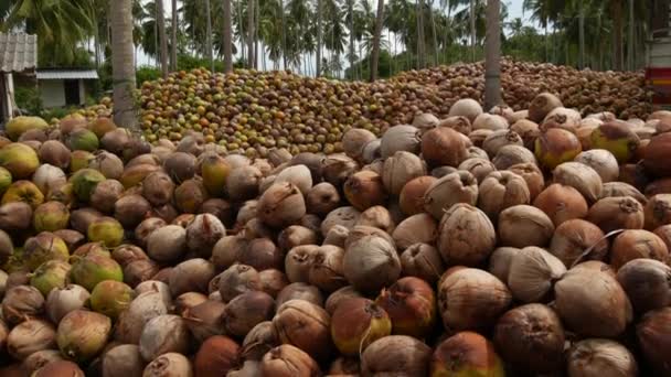Granja de coco con frutos secos listos para la producción de aceite y pulpa. Grandes pilas de cocos maduros clasificados. Isla tropical Paradise Samui en Tailandia. Agricultura tradicional asiática . — Vídeos de Stock
