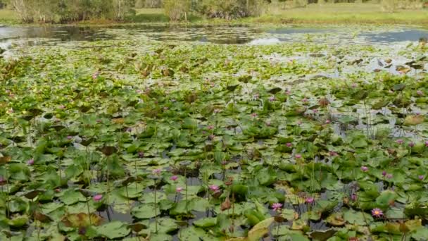 Do acima mencionado verde folhas de lótus amarelas em alto caule e sementes em água sombria. Lago, lago ou pântano. Símbolo Buddist. Textura de folhas tropicais exóticas. Abstrato padrão de fundo vegetação escura natural. — Vídeo de Stock