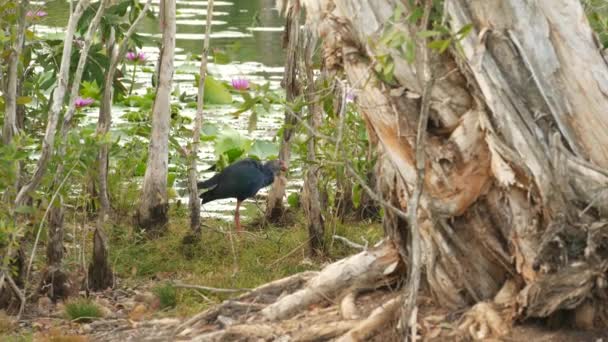 Västra träsket på sjön med näckrosor, rosa lotusar i dystert vatten som reflekterar fåglar. Flyttande fåglar i naturen. Exotisk tropisk damm. Miljövård, utrotningshotade arter. — Stockvideo