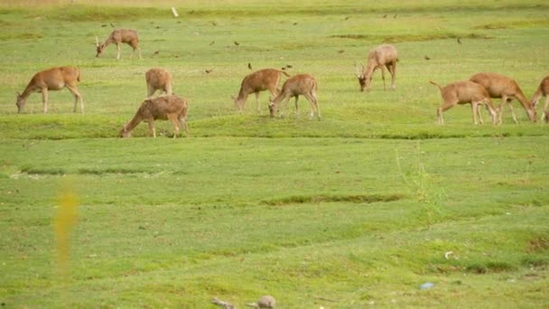 Young strong graceful deer, green pasture with green juicy grass. Spring meadow with cute animals. Livestock field in tropical Asia. Natural lagndaschaft with group of fawns. Environment conservation — Stock Video