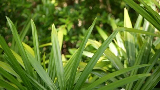 Blurred close up, bright juicy exotic tropical jungle leaves texture backdrop, copyspace. Lush foliage in garden. Abstract natural dark green vegetation background pattern, wild summer rain forest. — Stock Video