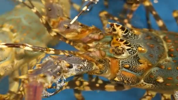 Close up macro, alive raw lobsters in shop. Blue basin with ice water, delicatessen fresh uncooked mediterranean lobsters placed on stall in seafood store. Natural background with marine inhabitants. — Stock Video