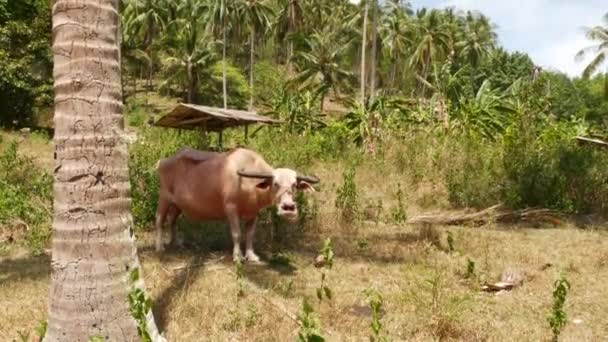 Αλμπίνο βουβάλι ανάμεσα σε πράσινη βλάστηση. Μεγάλο καλά διατηρημένο ταύρος βόσκηση στο πράσινο, τυπικό τοπίο της καρύδας φυτεία φοίνικα στην Ταϊλάνδη. Γεωργία έννοια, παραδοσιακή κτηνοτροφία στην Ασία — Αρχείο Βίντεο