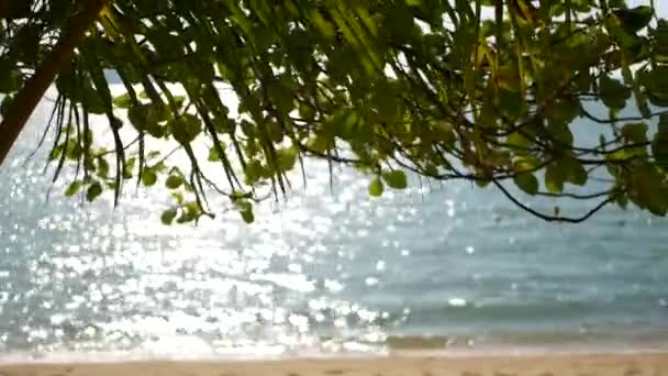 Тропічний піщаний пляж райського острова. Зелене пальмове листя з видом на море. М'який фокус розмивається природним абстрактним фоном з копіювальним простором і боке. Концепція подорожей, туризму та літніх канікул . — стокове відео