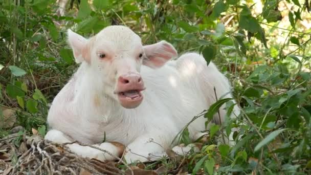 Búfalo albino de agua descansando en la vegetación. Pequeño divertido único y especial albino bebé toro pastando en zonas verdes en Tailandia. Concepto de agricultura, ganadería tradicional en Asia. — Vídeos de Stock