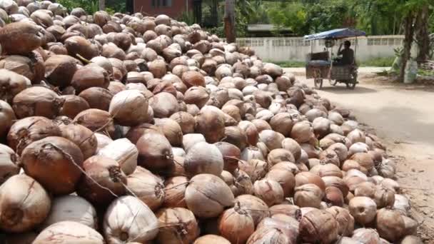 Granja de coco con frutos secos listos para la producción de aceite y pulpa. Grandes pilas de cocos maduros clasificados. Isla tropical Paradise Samui en Tailandia. Agricultura tradicional asiática . — Vídeos de Stock