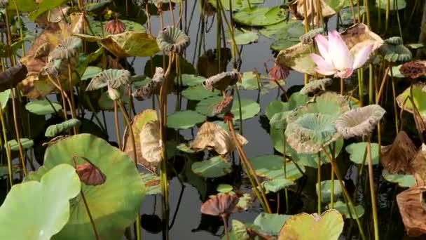 De arriba las hojas verdes amarillas de loto sobre el tallo alto y las semillas en el agua sombría. Lago, estanque o pantano. Símbolo Buddista. Textura de hojas tropicales exóticas. Patrón de fondo de vegetación oscura natural abstracta. — Vídeo de stock