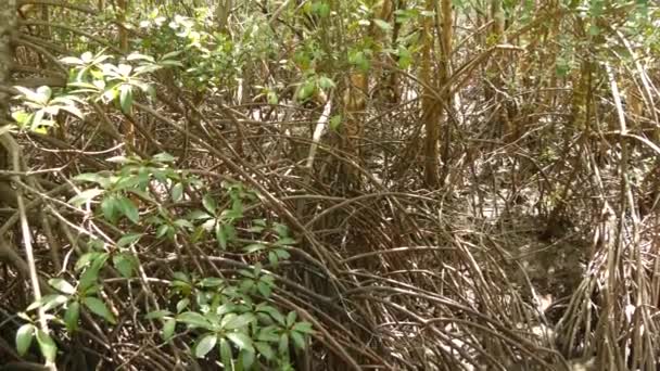 Толстый непроходимый мангровый лес в солнечный день. Деревья с пышными коронами и гибкими тонкими стволами в мангровых лесах. Лучи солнца освещают корни реки. экзотический тропический фон — стоковое видео