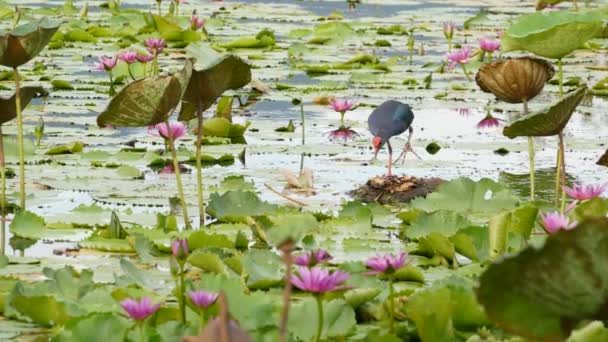 Western swamphen on lake with water lilies, pink lotuses in gloomy water reflecting birds. Migratory birds in the wild. Exotic tropical pond. Environment conservation, endangered species. — Stock Video