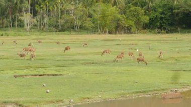 Genç, zarif geyik, yeşil, sulu çimenleri olan yeşil çayır. Şirin hayvanlarla dolu bir bahar çayırı. Tropikal Asya 'daki çiftlik hayvanları tarlası. Yavru geyik sürüsüyle doğal gecikme. Çevre koruma