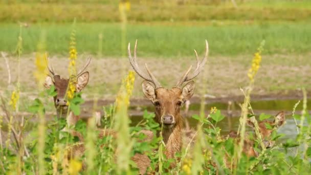 Jonge sterke sierlijke herten, groene weide met groen sappig gras. Voorjaarsweide met schattige dieren. Veeteelt in tropisch Azië. Natuurlijke lagndaschaft met groep van gazons. Milieubehoud — Stockvideo