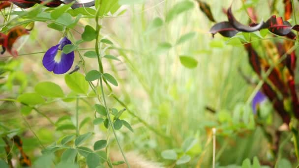 Piękna kwitnąca clitoria ternatea w dzikiej przyrodzie. Kwitnące zioło grochu niebieskiego na dzikim terenie na tle zielonej trawy — Wideo stockowe