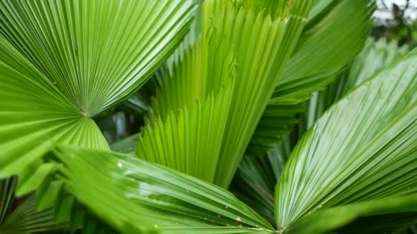 Desfocado de perto, brilhante e suculento selva tropical exótica folhas textura pano de fundo, copyspace. Folhagem exuberante no jardim. Abstrato natural verde escuro vegetação fundo padrão, selvagem verão floresta tropical. — Vídeo de Stock